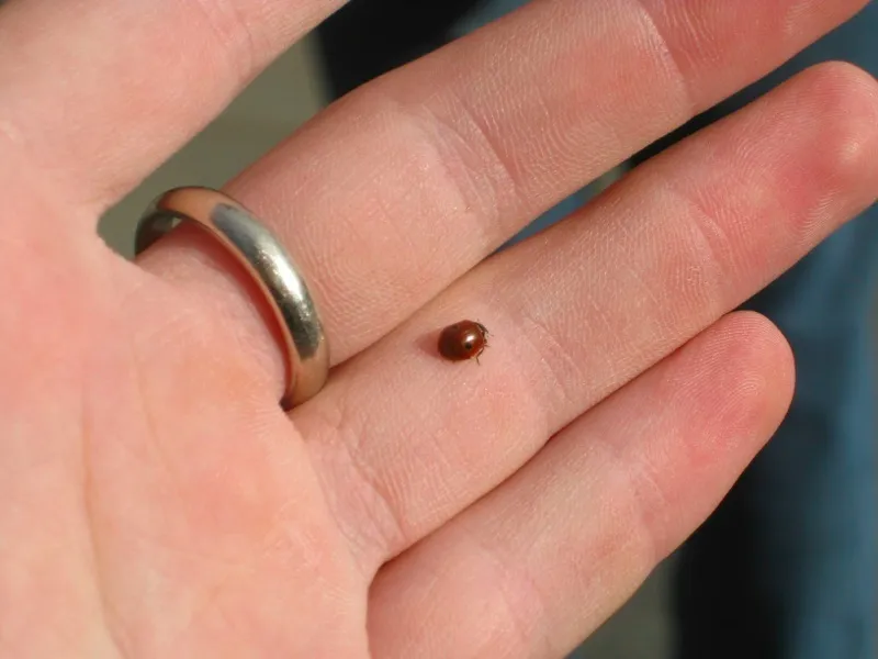 A Lucky Ladybug